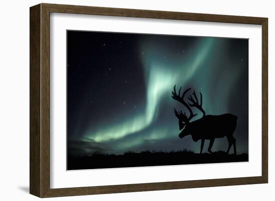 Aurora Borealis And Caribou-Kaj Svensson-Framed Photographic Print