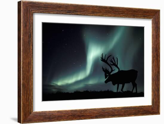 Aurora Borealis And Caribou-Kaj Svensson-Framed Photographic Print