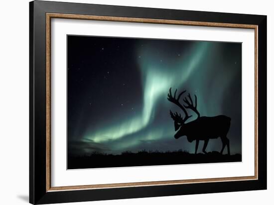 Aurora Borealis And Caribou-Kaj Svensson-Framed Photographic Print