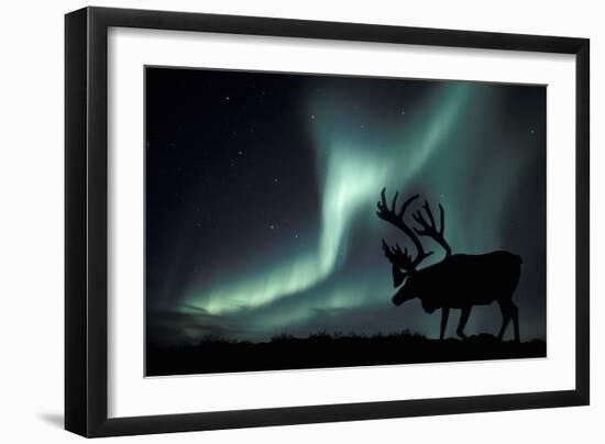 Aurora Borealis And Caribou-Kaj Svensson-Framed Photographic Print