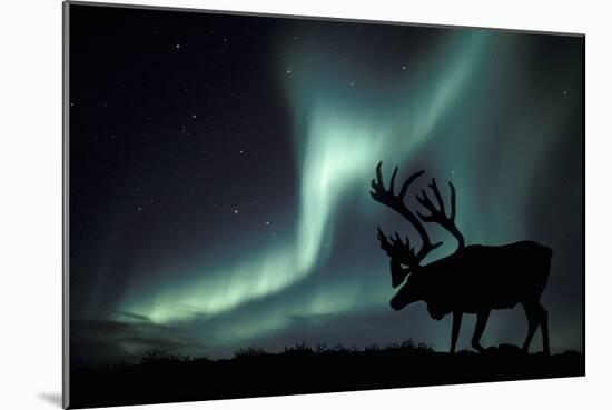 Aurora Borealis And Caribou-Kaj Svensson-Mounted Photographic Print