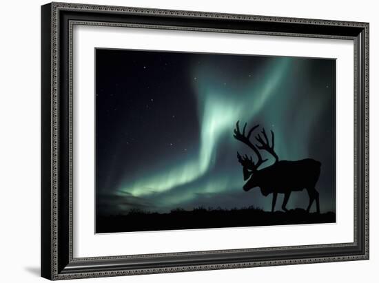 Aurora Borealis And Caribou-Kaj Svensson-Framed Photographic Print