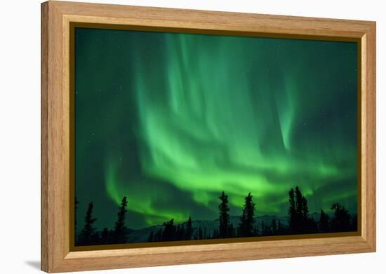 Aurora Borealis at Chena Hot Springs, Fairbanks, Alaska, Usa-Christian Heeb-Framed Premier Image Canvas