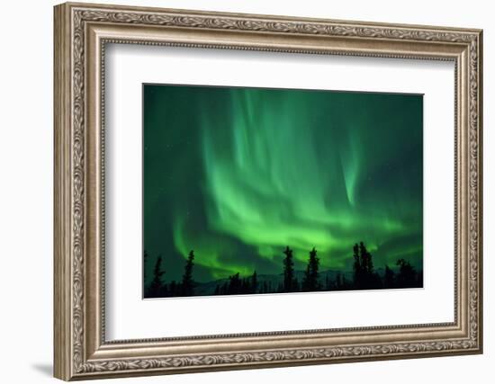 Aurora Borealis at Chena Hot Springs, Fairbanks, Alaska, Usa-Christian Heeb-Framed Photographic Print