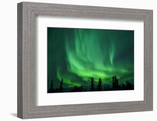 Aurora Borealis at Chena Hot Springs, Fairbanks, Alaska, Usa-Christian Heeb-Framed Photographic Print