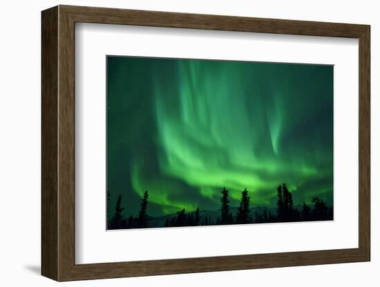 Aurora Borealis at Chena Hot Springs, Fairbanks, Alaska, Usa-Christian Heeb-Framed Photographic Print