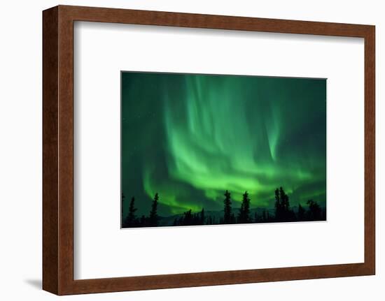 Aurora Borealis at Chena Hot Springs, Fairbanks, Alaska, Usa-Christian Heeb-Framed Photographic Print