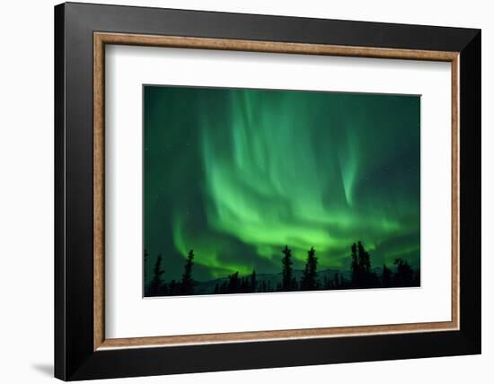 Aurora Borealis at Chena Hot Springs, Fairbanks, Alaska, Usa-Christian Heeb-Framed Photographic Print