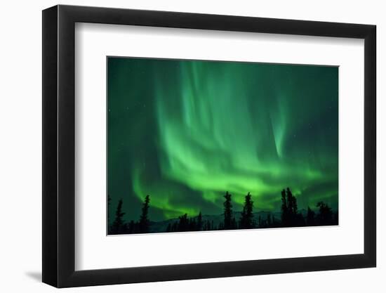 Aurora Borealis at Chena Hot Springs, Fairbanks, Alaska, Usa-Christian Heeb-Framed Photographic Print