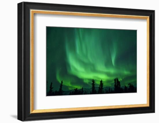 Aurora Borealis at Chena Hot Springs, Fairbanks, Alaska, Usa-Christian Heeb-Framed Photographic Print