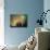 Aurora Borealis, Fairbanks Area, Alaska, USA-Kevin Schafer-Photographic Print displayed on a wall