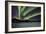 Aurora Borealis IV-Larry Malvin-Framed Photographic Print