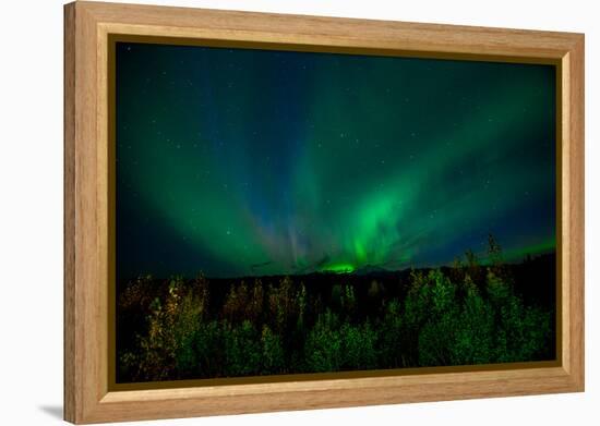 Aurora Borealis (Northern Lights) from Denali Princess Wilderness Lodge, Denali Nat'l Park, USA-Laura Grier-Framed Premier Image Canvas