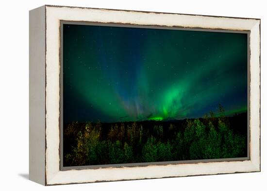 Aurora Borealis (Northern Lights) from Denali Princess Wilderness Lodge, Denali Nat'l Park, USA-Laura Grier-Framed Premier Image Canvas