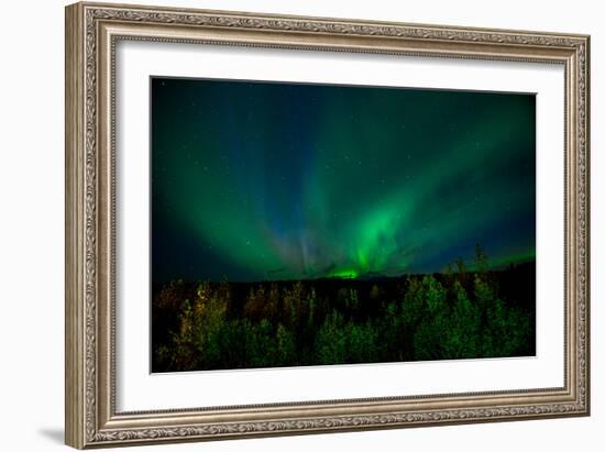 Aurora Borealis (Northern Lights) from Denali Princess Wilderness Lodge, Denali Nat'l Park, USA-Laura Grier-Framed Photographic Print