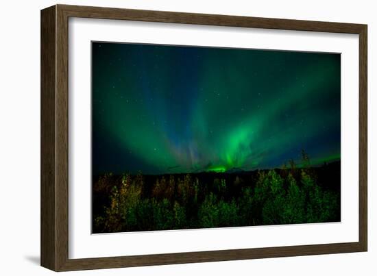 Aurora Borealis (Northern Lights) from Denali Princess Wilderness Lodge, Denali Nat'l Park, USA-Laura Grier-Framed Photographic Print