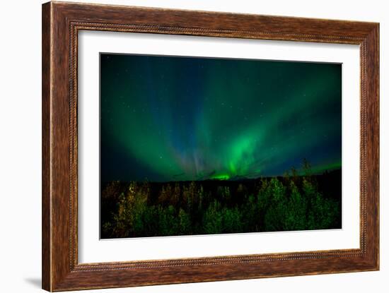 Aurora Borealis (Northern Lights) from Denali Princess Wilderness Lodge, Denali Nat'l Park, USA-Laura Grier-Framed Photographic Print