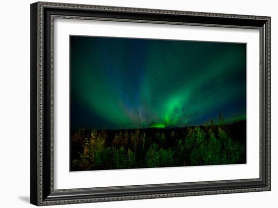 Aurora Borealis (Northern Lights) from Denali Princess Wilderness Lodge, Denali Nat'l Park, USA-Laura Grier-Framed Photographic Print