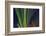 Aurora borealis, Northern Lights, near Fairbanks, Alaska-Stuart Westmorland-Framed Photographic Print