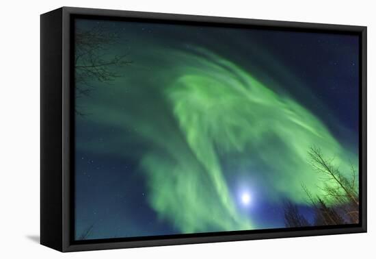 Aurora borealis, Northern Lights, near Fairbanks, Alaska-Stuart Westmorland-Framed Premier Image Canvas