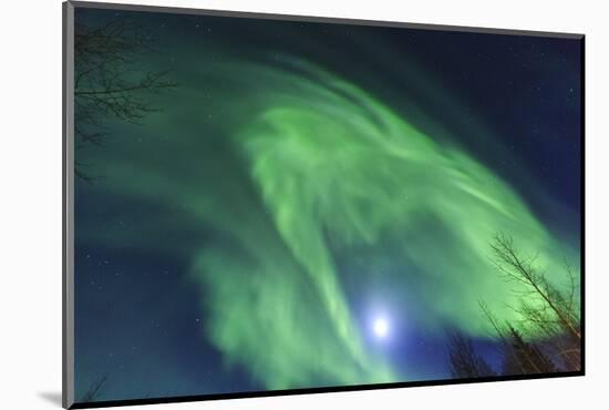 Aurora borealis, Northern Lights, near Fairbanks, Alaska-Stuart Westmorland-Mounted Photographic Print