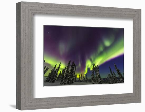 Aurora borealis, northern lights, near Fairbanks, Alaska-Stuart Westmorland-Framed Photographic Print