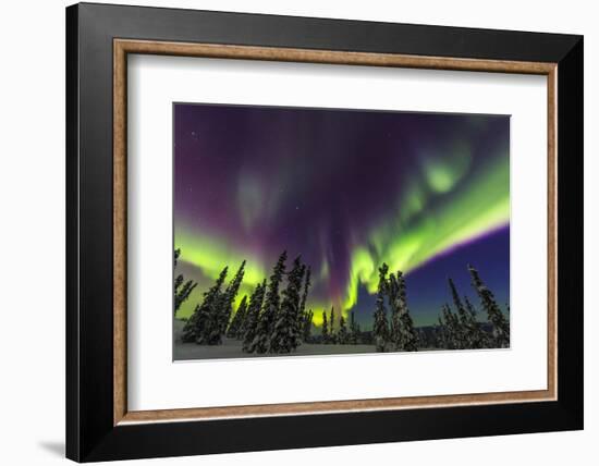 Aurora borealis, northern lights, near Fairbanks, Alaska-Stuart Westmorland-Framed Photographic Print