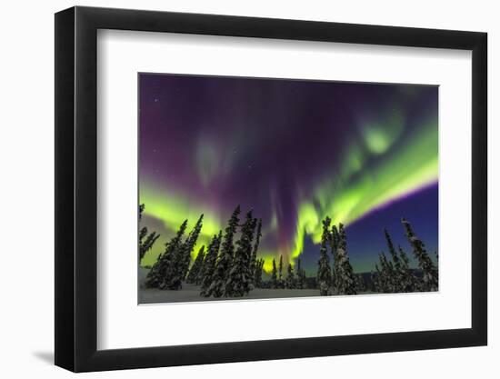 Aurora borealis, northern lights, near Fairbanks, Alaska-Stuart Westmorland-Framed Photographic Print