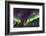 Aurora borealis, northern lights, near Fairbanks, Alaska-Stuart Westmorland-Framed Photographic Print