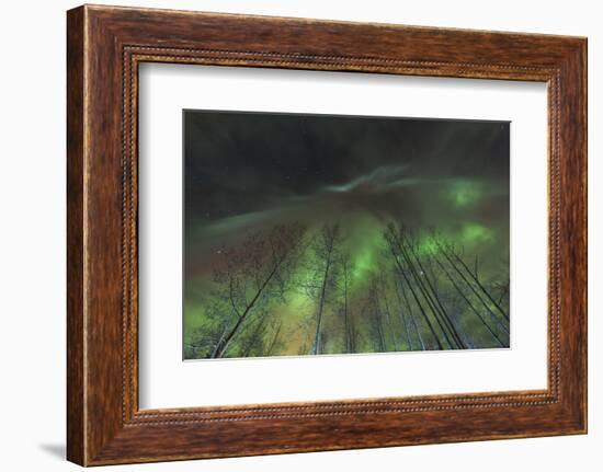 Aurora borealis, northern lights, near Fairbanks, Alaska-Stuart Westmorland-Framed Photographic Print