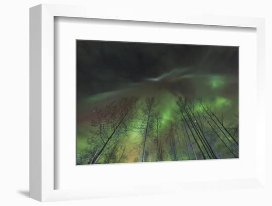 Aurora borealis, northern lights, near Fairbanks, Alaska-Stuart Westmorland-Framed Photographic Print