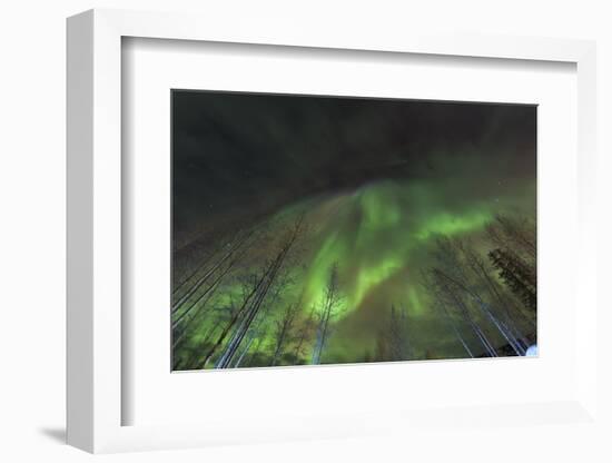 Aurora borealis, Northern Lights, near Fairbanks, Alaska-Stuart Westmorland-Framed Photographic Print