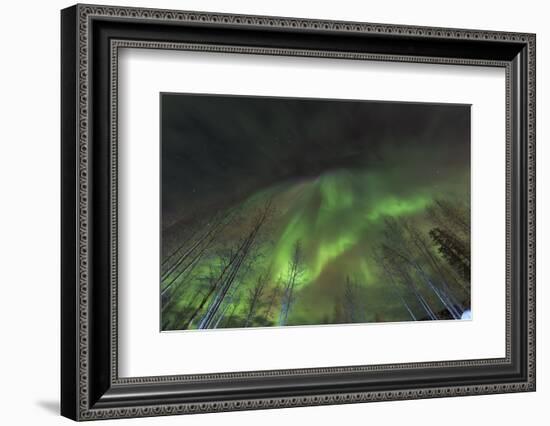 Aurora borealis, Northern Lights, near Fairbanks, Alaska-Stuart Westmorland-Framed Photographic Print