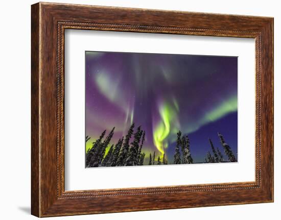 Aurora borealis, Northern Lights, near Fairbanks, Alaska-Stuart Westmorland-Framed Photographic Print