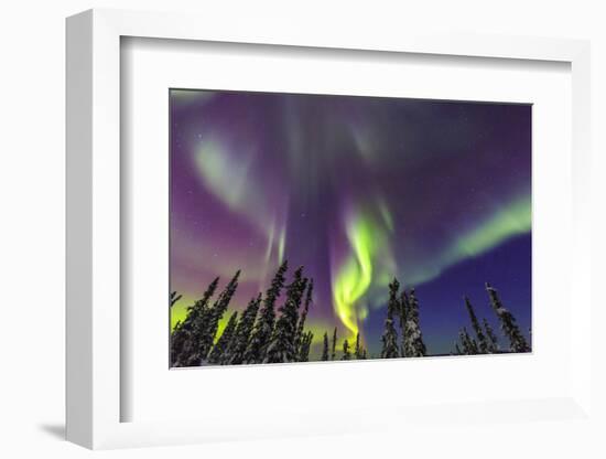 Aurora borealis, Northern Lights, near Fairbanks, Alaska-Stuart Westmorland-Framed Photographic Print