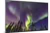 Aurora borealis, Northern Lights, near Fairbanks, Alaska-Stuart Westmorland-Mounted Photographic Print