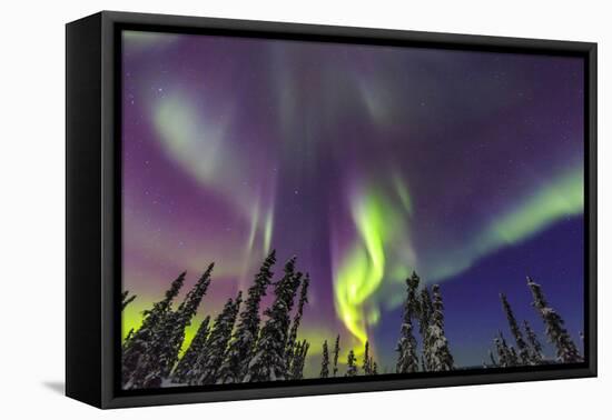 Aurora borealis, Northern Lights, near Fairbanks, Alaska-Stuart Westmorland-Framed Premier Image Canvas