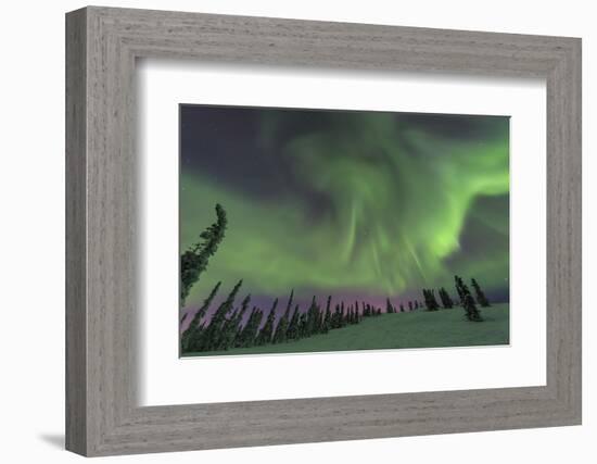 Aurora borealis, Northern Lights, near Fairbanks, Alaska-Stuart Westmorland-Framed Photographic Print