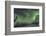 Aurora borealis, Northern Lights, near Fairbanks, Alaska-Stuart Westmorland-Framed Photographic Print