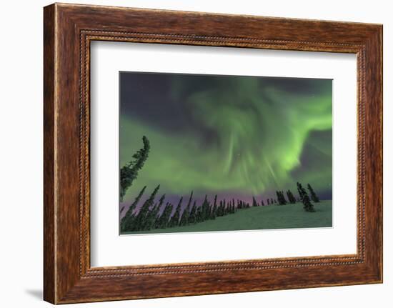 Aurora borealis, Northern Lights, near Fairbanks, Alaska-Stuart Westmorland-Framed Photographic Print