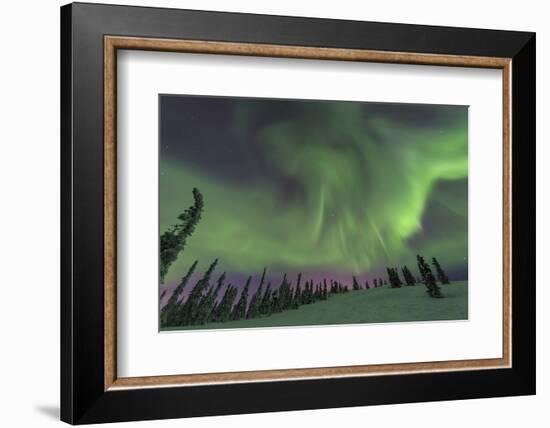 Aurora borealis, Northern Lights, near Fairbanks, Alaska-Stuart Westmorland-Framed Photographic Print