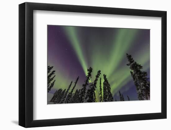 Aurora borealis, Northern Lights, near Fairbanks, Alaska-Stuart Westmorland-Framed Photographic Print