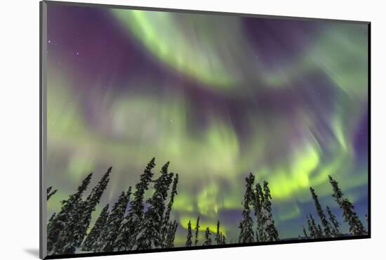 Aurora borealis, Northern Lights, near Fairbanks, Alaska-Stuart Westmorland-Mounted Photographic Print