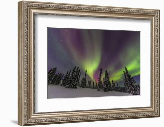 Aurora borealis, Northern Lights, near Fairbanks, Alaska-Stuart Westmorland-Framed Photographic Print