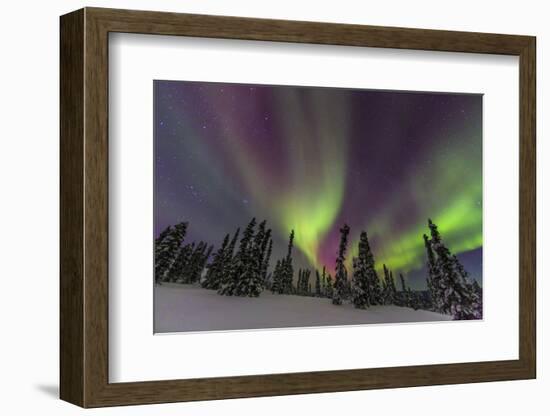 Aurora borealis, Northern Lights, near Fairbanks, Alaska-Stuart Westmorland-Framed Photographic Print