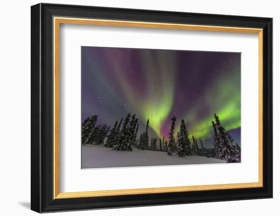 Aurora borealis, Northern Lights, near Fairbanks, Alaska-Stuart Westmorland-Framed Photographic Print