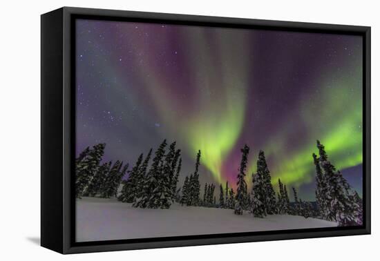 Aurora borealis, Northern Lights, near Fairbanks, Alaska-Stuart Westmorland-Framed Premier Image Canvas