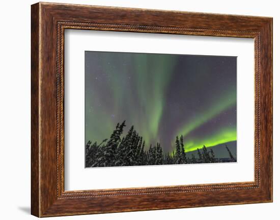 Aurora borealis, Northern Lights, near Fairbanks, Alaska-Stuart Westmorland-Framed Photographic Print