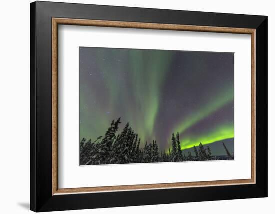 Aurora borealis, Northern Lights, near Fairbanks, Alaska-Stuart Westmorland-Framed Photographic Print