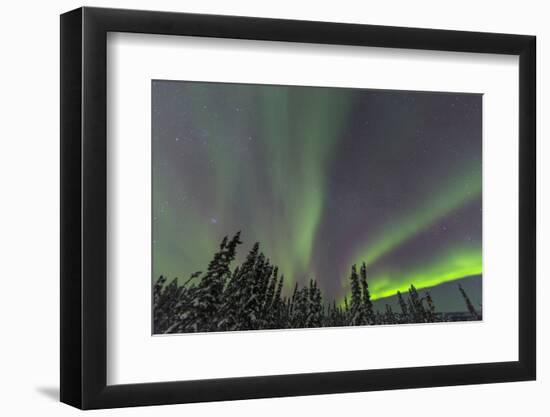 Aurora borealis, Northern Lights, near Fairbanks, Alaska-Stuart Westmorland-Framed Photographic Print